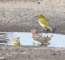 Japanese White-eye